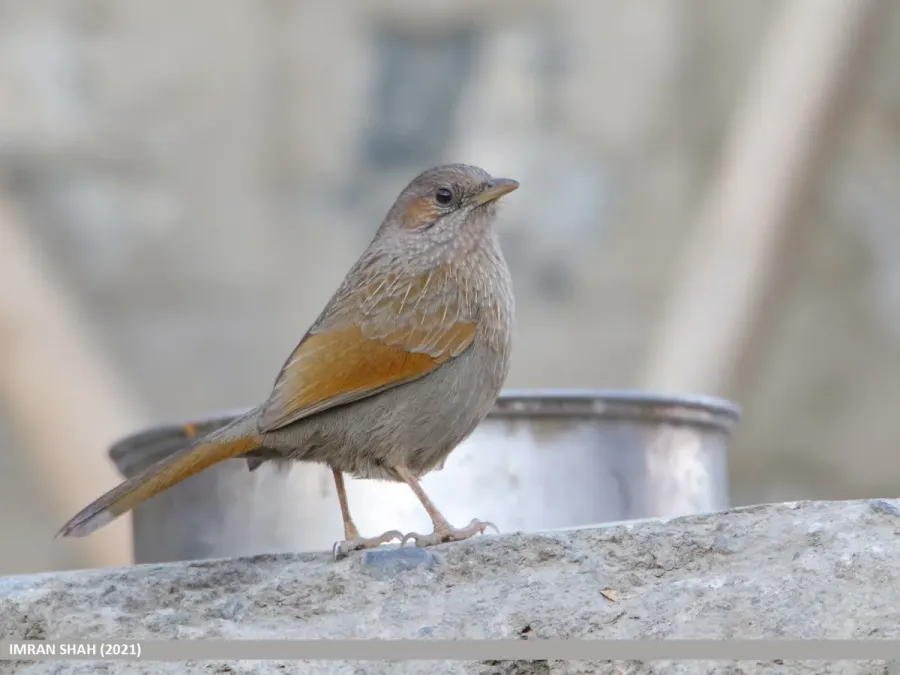 File:Streaked Laughingthrush (Trochalopteron lineatum) (52345460321).jpg