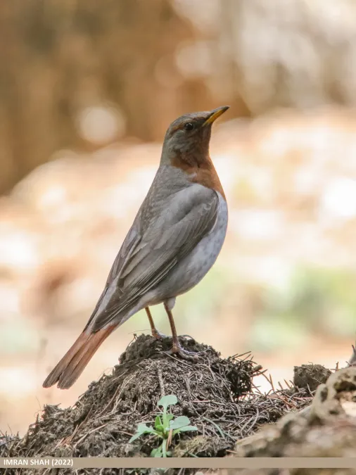 File:Red-throated Thrush (Turdus ruficollis) (52316262351).jpg