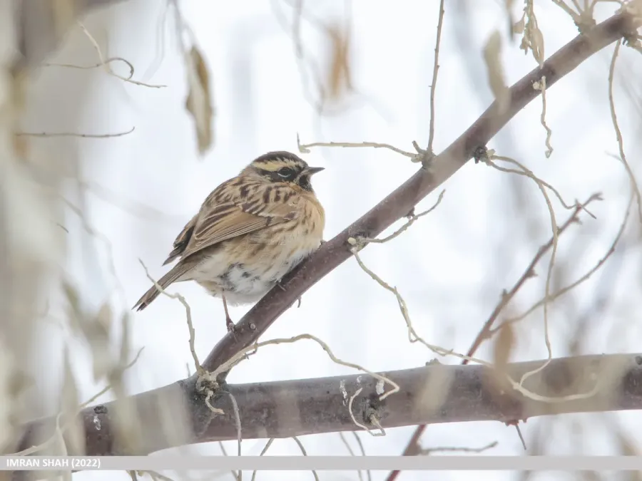 File:Black-throated Accentor (Prunella atrogularis) (52327237041).jpg