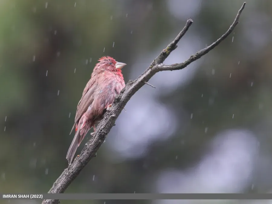File:Red-Mantled Rosefinch (Carpodacus rhodochlamys) (52291079363).jpg