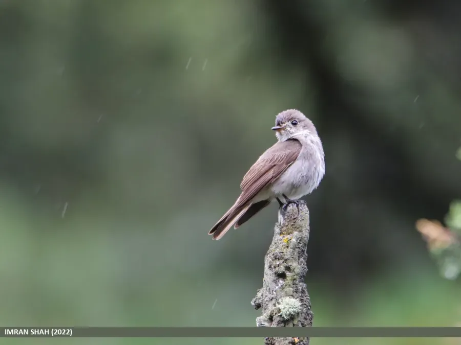 File:Dark-sided Flycatcher (Muscicapa sibirica) (52296236112).jpg