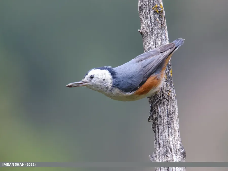 File:White-cheeked Nuthatch (Sitta leucopsis) (52291079483).jpg