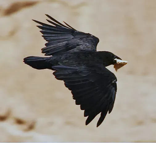 File:Corvus rhipidurus 1.jpg