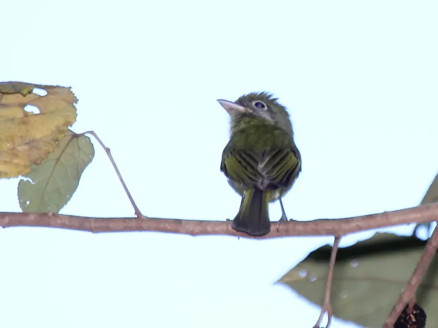 File:Eye-ringed Flatbill (Rhynchocyclus brevirostris) (7222946480) (cropped).jpg