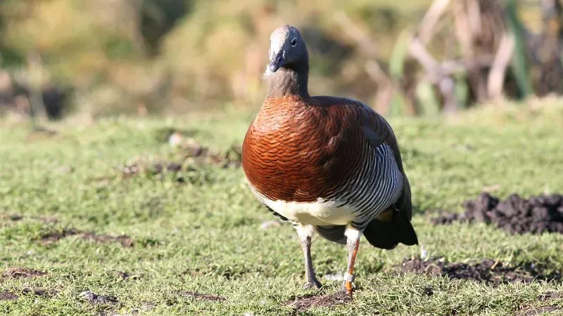 File:Ashy-headed Goose (Chloephaga poliocephala) (3).jpg