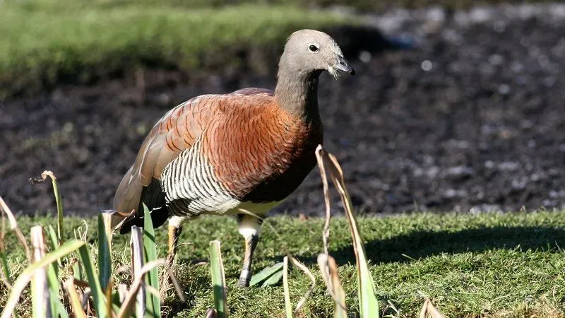 File:Ashy-headed Goose (Chloephaga poliocephala) (4).jpg