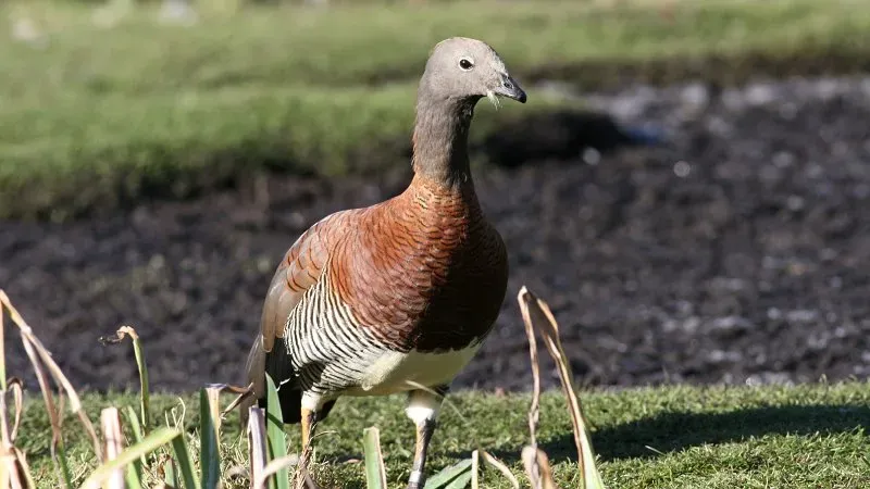 File:Ashy-headed Goose (Chloephaga poliocephala) (5).jpg