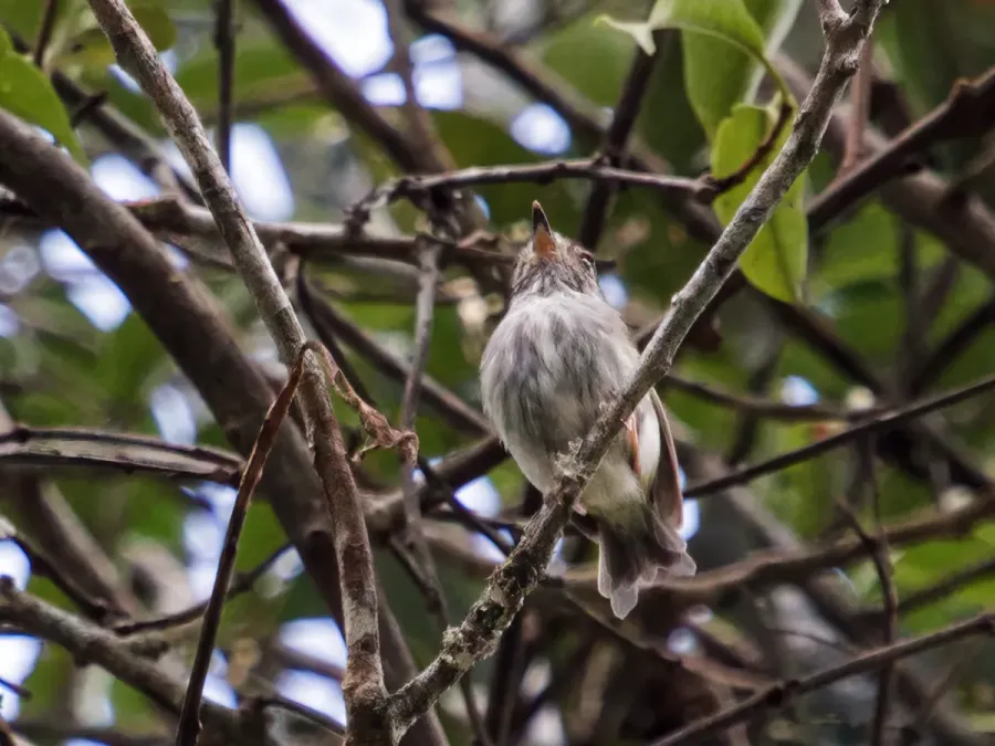 File:Myiornis albiventris - White-bellied Pygmy-Tyrant.jpg