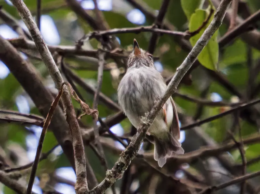 File:Myiornis albiventris - White-bellied Pygmy-Tyrant (cropped).jpg
