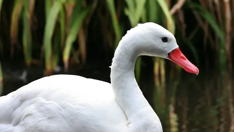 File:Coscoroba Swan (Coscoroba coscoroba) (2).jpg