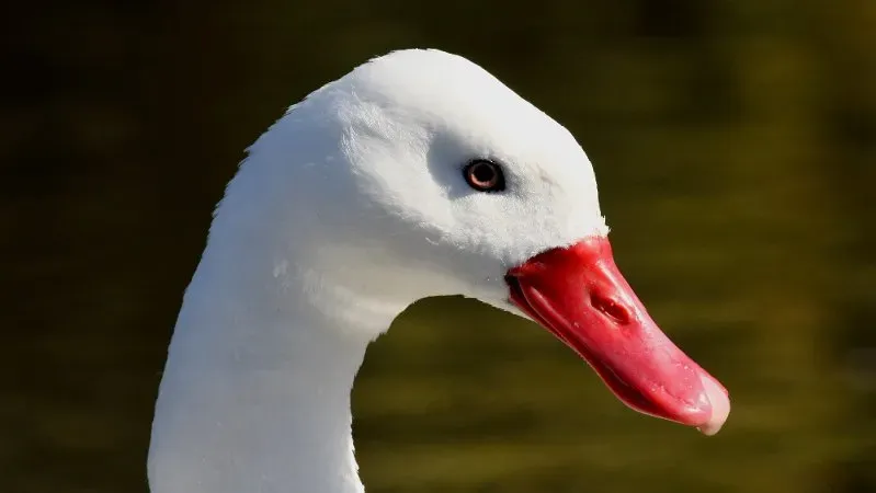 File:Coscoroba Swan (Coscoroba coscoroba) (3).JPG