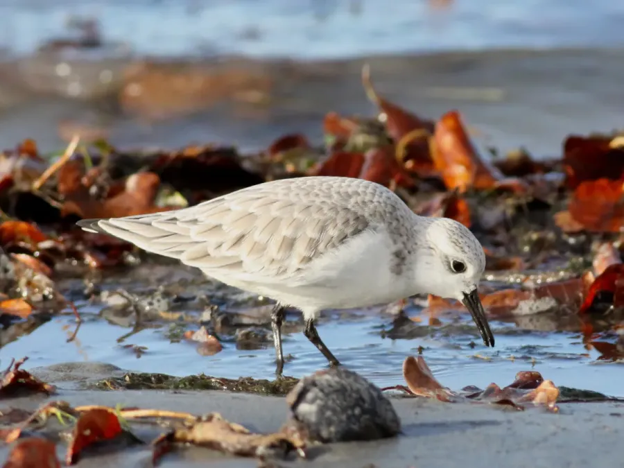 File:Sanderling (Calidris alba) (6).JPG
