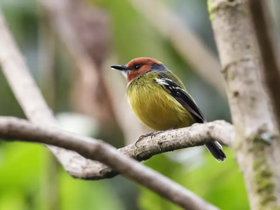 File:Poecilotriccus luluae - Johnson's Tody-Tyrant.jpg