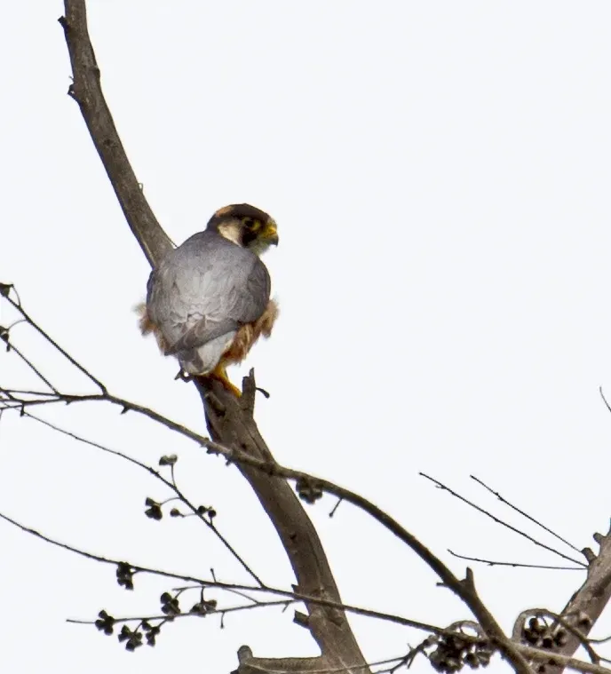 File:Falco fasciinucha, Chimanimani National Park, Zimbabwe 2.jpg