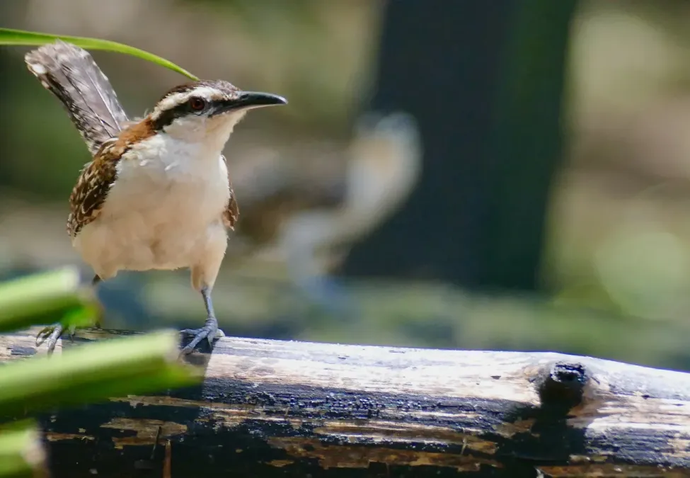 File:Rufous-naped Wren (Campylorhynchus rufinucha) (52374163387).jpg