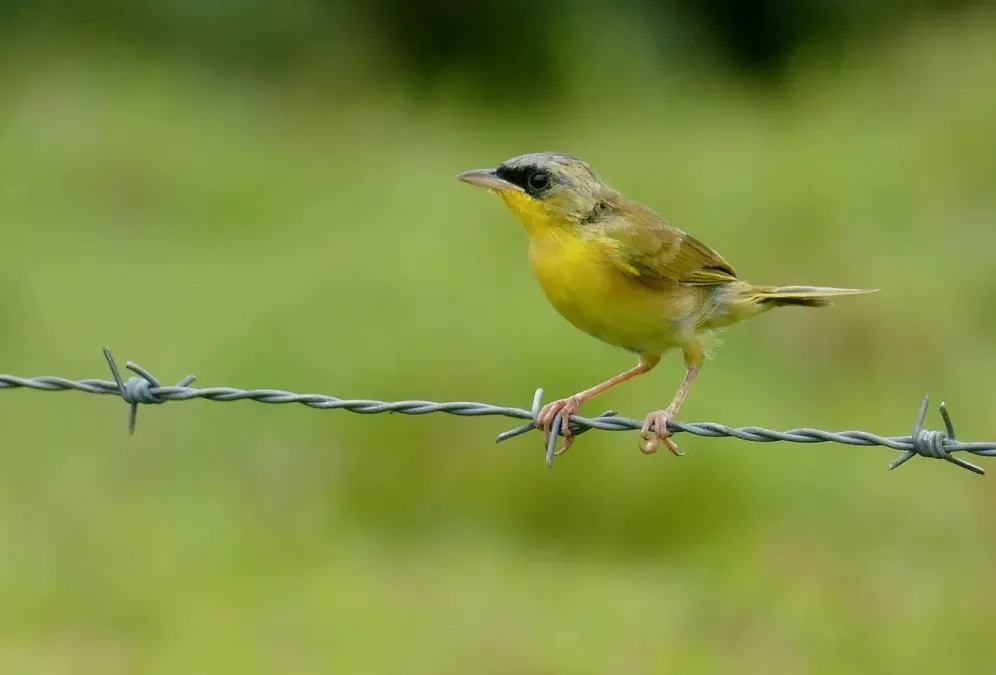 File:Grey-crowned Yellowthroat (Geothlypis poliocephala) (52371939630).jpg