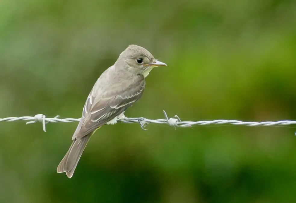 File:Tropical Pewee (Contopus cinereus) (52371743503).jpg