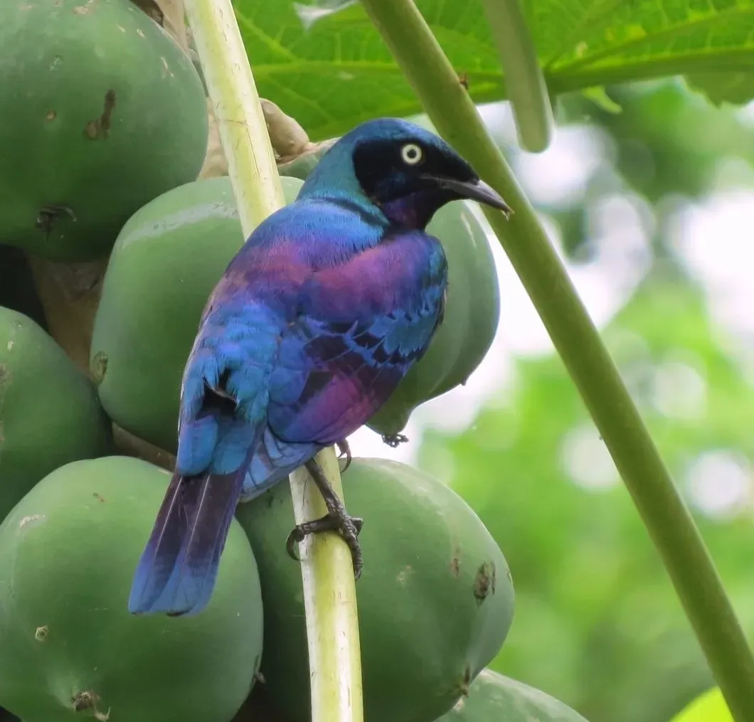 File:Lamprotornis ornatus 65408086, crop.jpg
