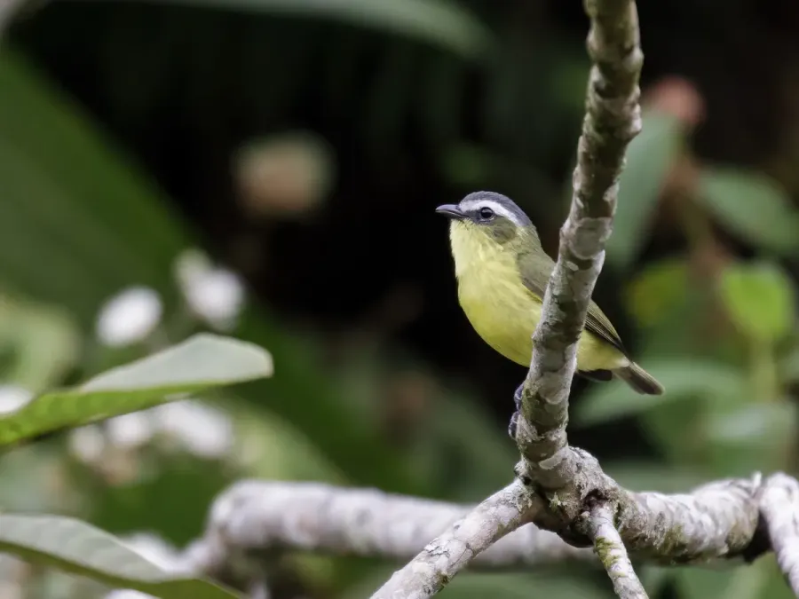 File:Ornithion semiflavum - Yellow-bellied Tyrannulet.jpg