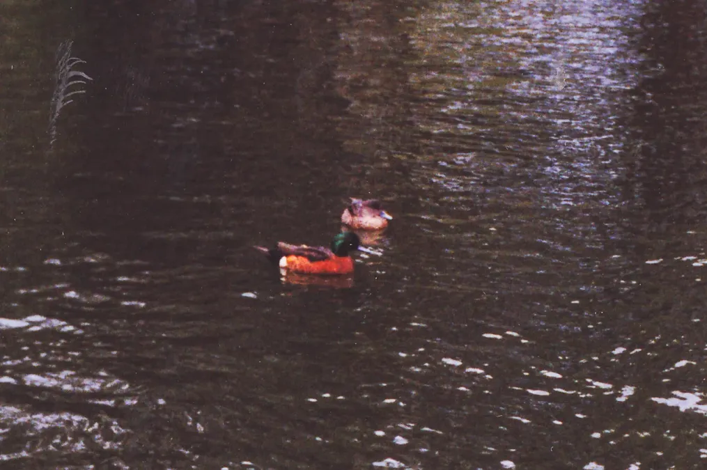 File:Chestnut Teal (Anas castanea) (8603021856).jpg
