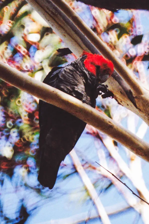 File:Gang-Gang Cockatoo(Callocephalon fimbriatum) (8603024212).jpg