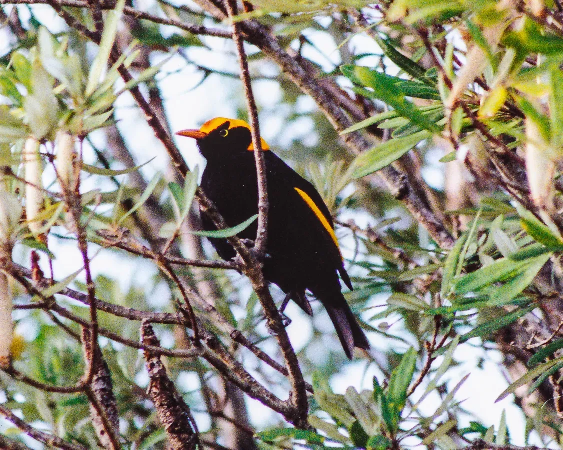 File:Regent Bowerbird (Sericulus chrysocephalus) (8603028352).jpg