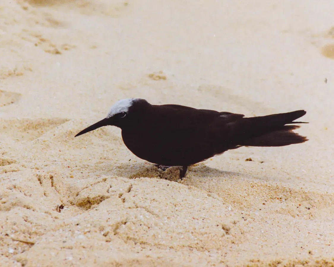File:Black Noddy (Anous minutus) (8601954777).jpg