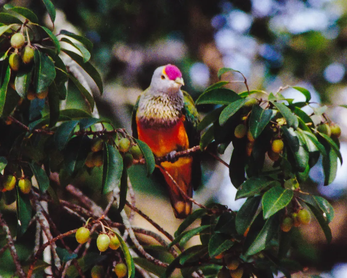 File:Rose-crowned Fruit-Dove (Ptilinopus regina) (8603066860).jpg