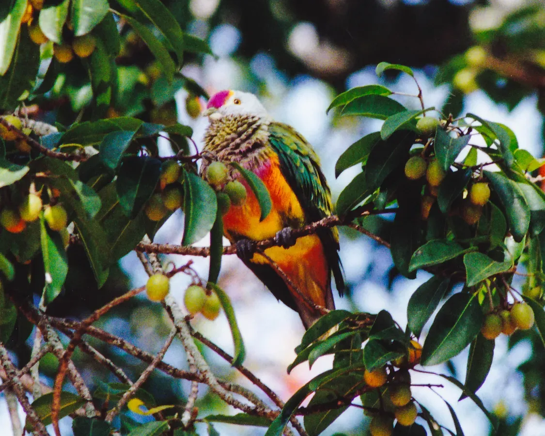 File:Rose-crowned Fruit-Dove (Ptilinopus regina) (8603067872).jpg