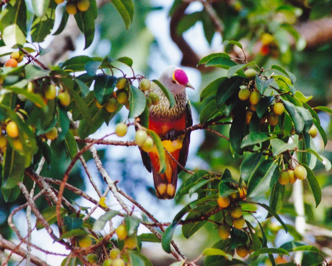 File:Rose-crowned Fruit-Dove (Ptilinopus regina) (8603069074).jpg