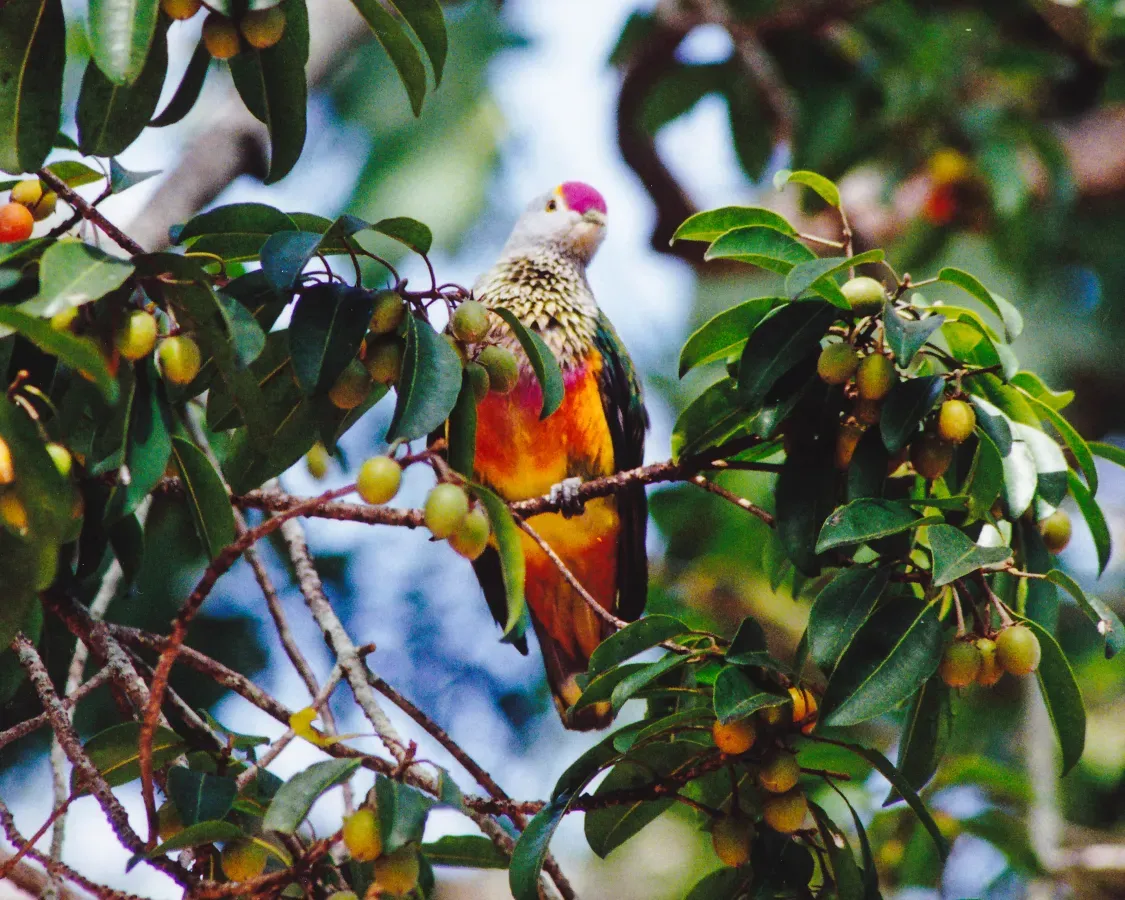 File:Rose-crowned Fruit-Dove (Ptilinopus regina) (8603068408).jpg