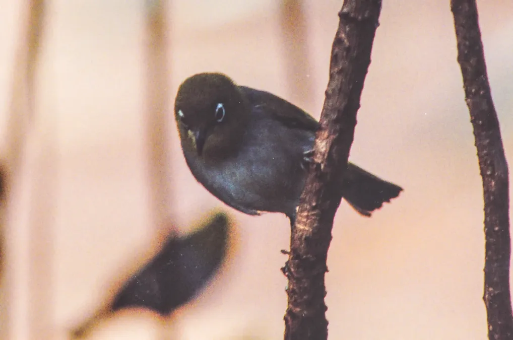 File:Silvereye (Zosterops lateralis) (8601968677).jpg