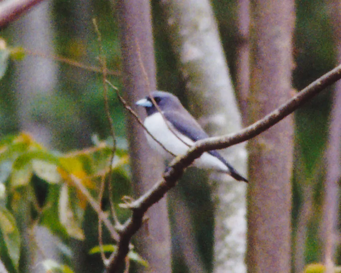 File:White-breasted Woodswallow (Artamus leucorynchus) (8603069876).jpg