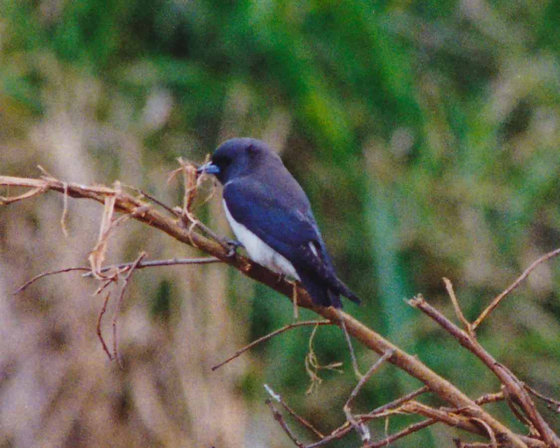 File:White-breasted Woodswallow (Artamus leucorynchus) (8601970303).jpg