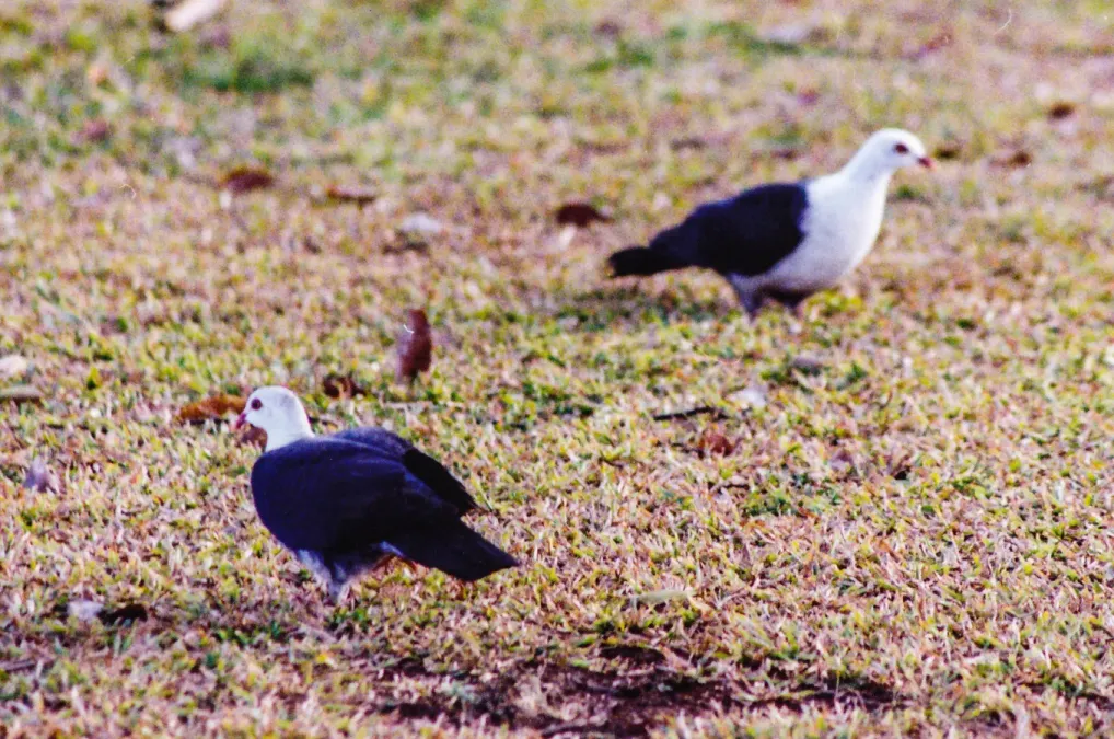 File:White-headed Pigeon (Columba leucomela) (8601975669).jpg