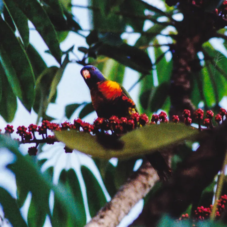 File:Rainbow Lorikeet (Trichoglossus haematodus) (8601975997).jpg