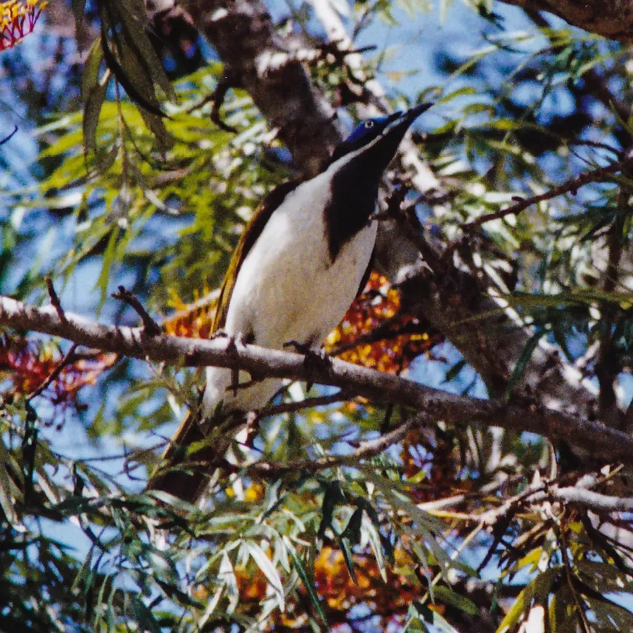 File:Blue-faced Honeyeater (Entomyzon cyanotis) (8601979069).jpg