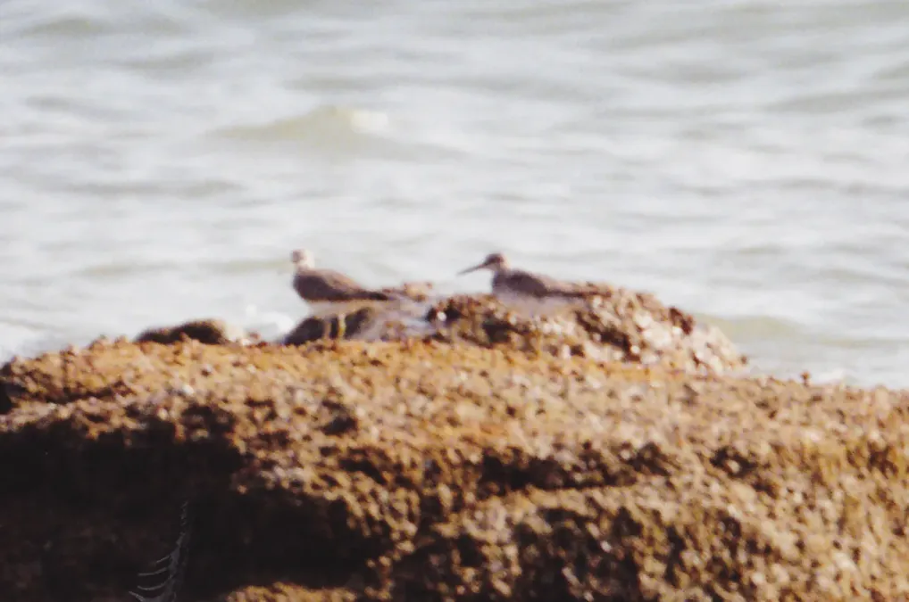 File:Grey-tailed Tattler (Tringa brevipes) (8603085152).jpg