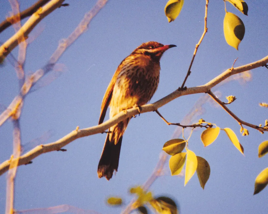 File:Spiny-cheeked Honeyeater (Acanthagenys rufogularis) (8603112084).jpg