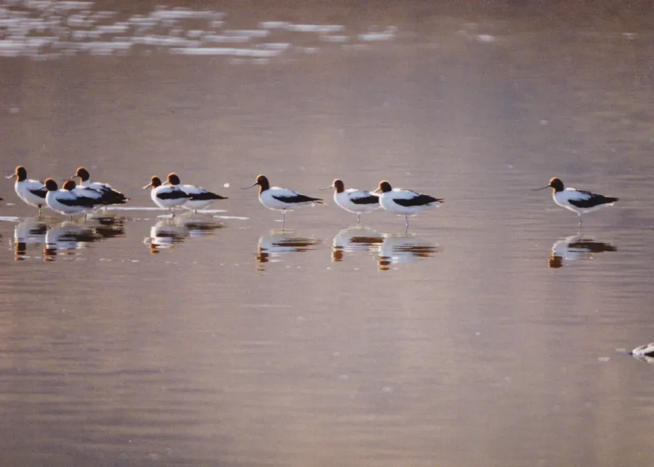 File:Red-necked Avocet (Recurvirostra novaehollandiae) (8602018337).jpg
