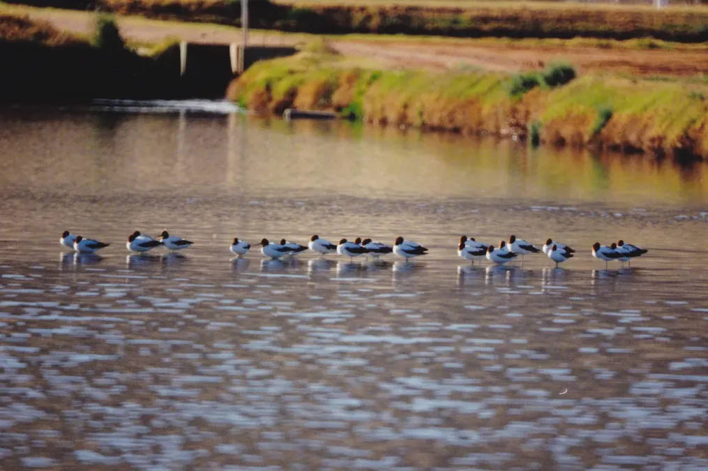 File:Red-necked Avocet (Recurvirostra novaehollandiae) (8603119760).jpg