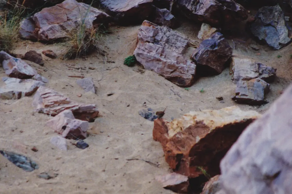 File:Dusky Grasswren (Amytornis goyderi) (8603123702).jpg