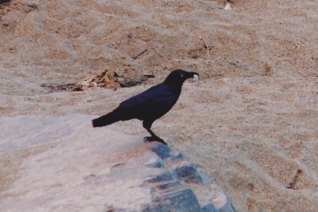 File:Little Crow (Corvus bennetti) (8603125636).jpg