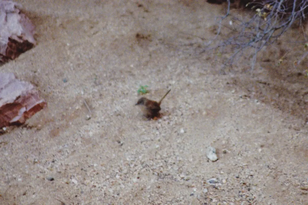 File:Dusky Grasswren (Amytornis goyderi) (8602023821).jpg