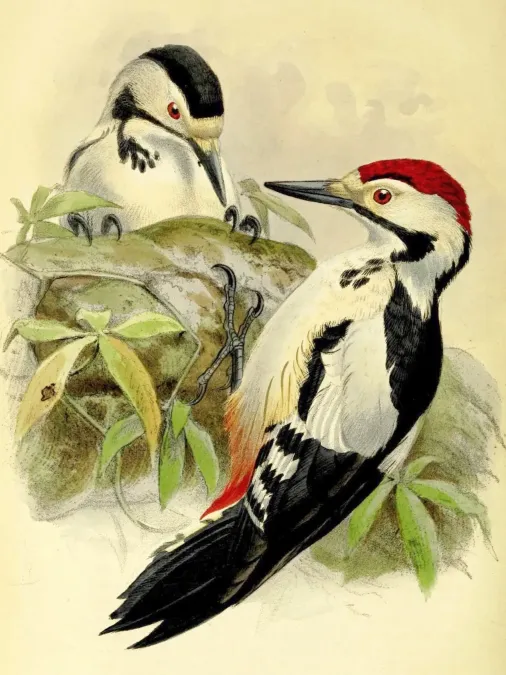 File:Dendrocopos assimilis 2.jpg