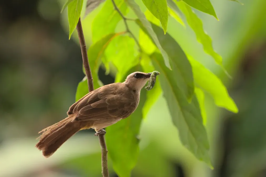 File:Pycnonotus goiavier (Yogyakarta, Indonesia, 1).jpg