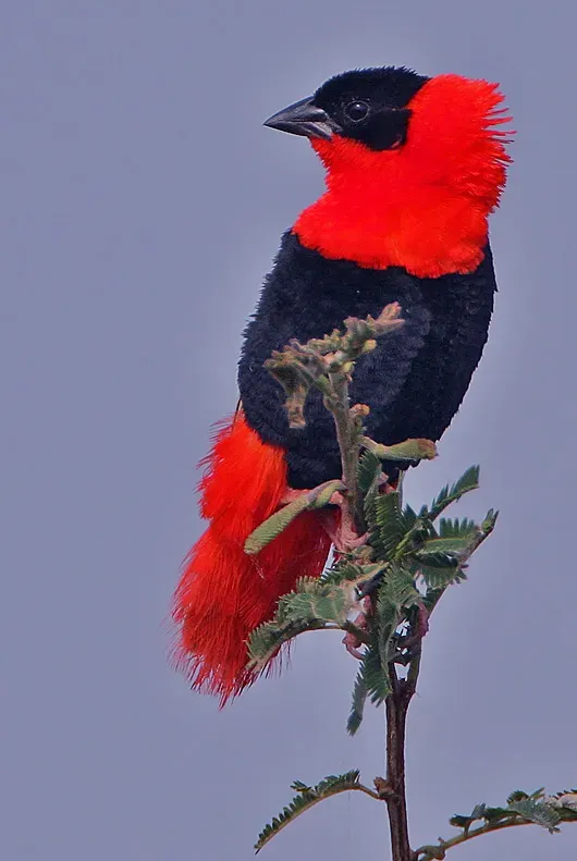 File:Euplectes franciscanus -Faraba Banta, Western Division, Gambia -male-8.jpg