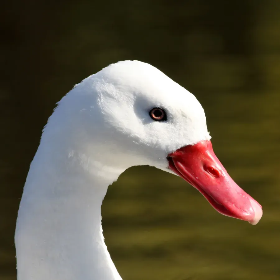 File:Coscoroba Swan (Coscoroba coscoroba) (4).JPG