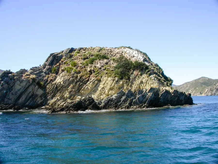 File:Rough-faced Shag (Leucocarbo carunculatus).jpg