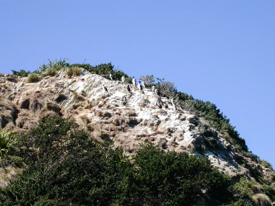 File:Rough-faced Shag (Leucocarbo carunculatus) - 8604830357.jpg